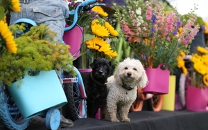 2026 07 23 Southport Flower Show