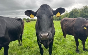 2024 06 05 Flat Iron Thumbnail