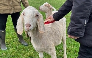 2025 09 19 Goat Walking 1